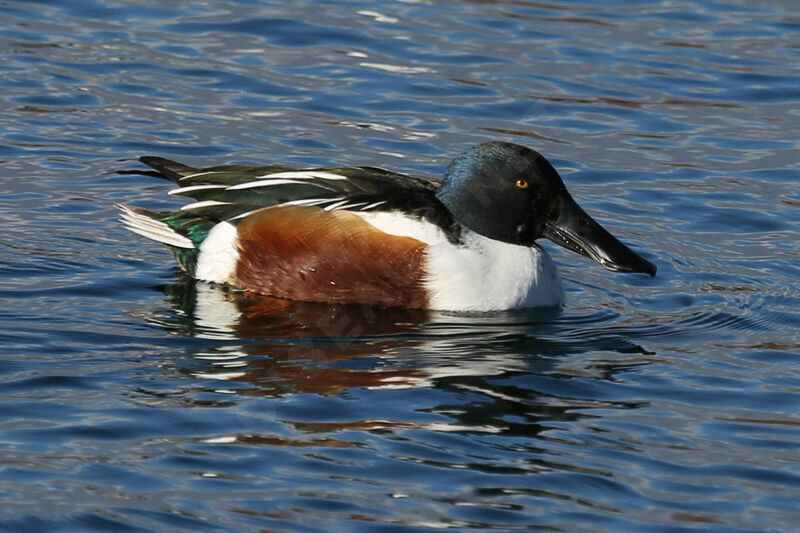 Northern Shoveler