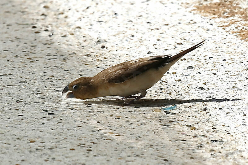 African Silverbill