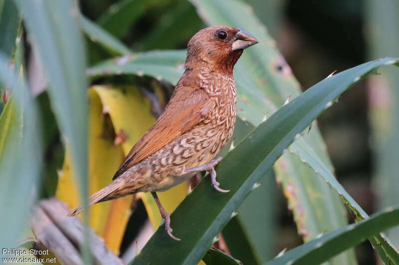 Capucin damieradulte, identification