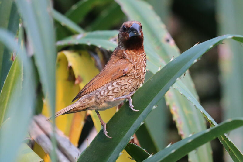 Scaly-breasted Munia