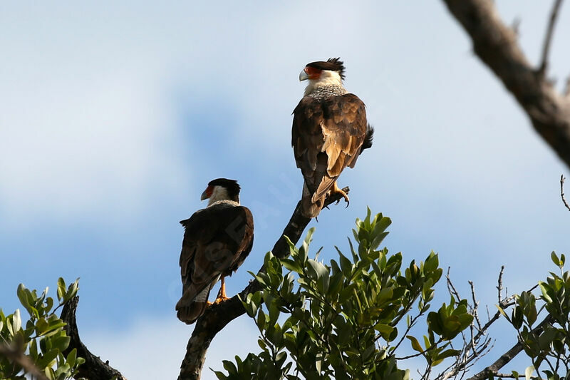 Crested Caracara (cheriway)