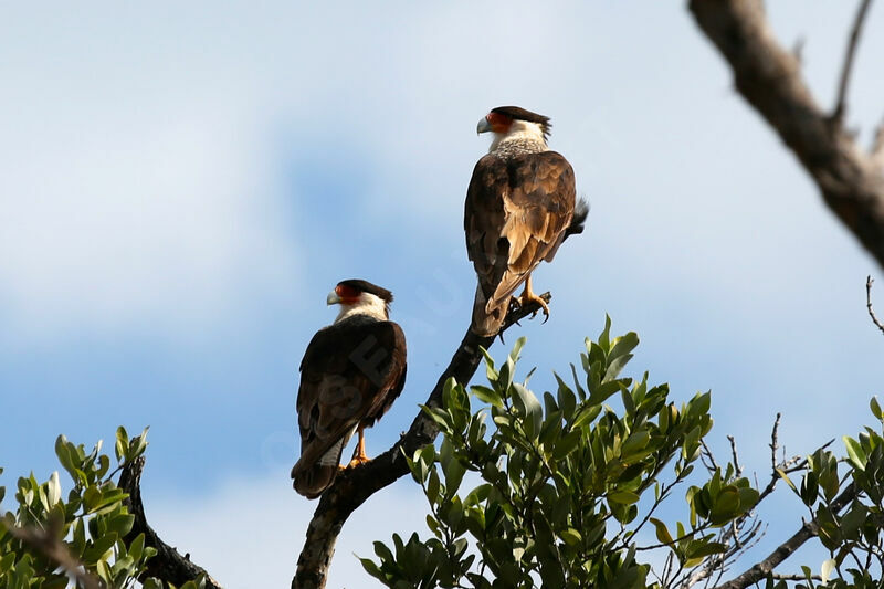 Crested Caracara (cheriway)