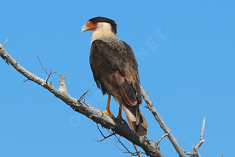 Caracara du Nord