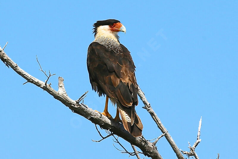 Crested Caracara (cheriway)