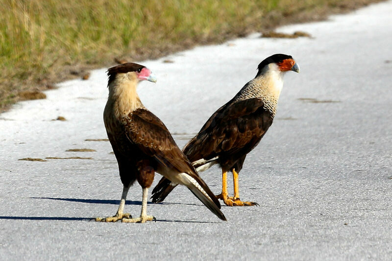 Crested Caracara (cheriway)