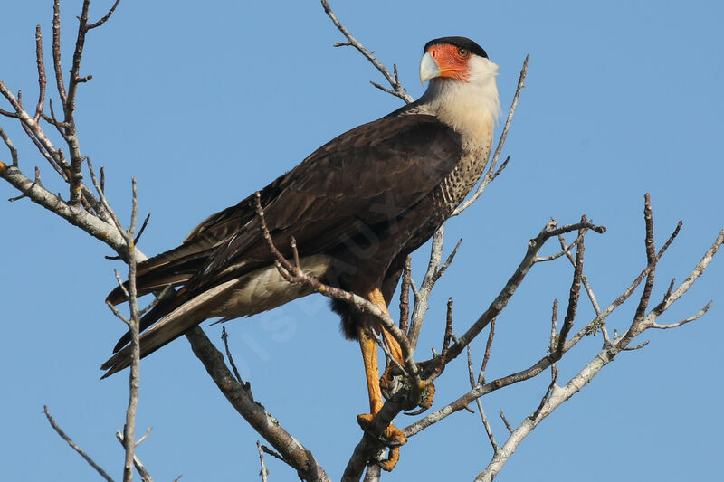 Crested Caracara (cheriway)