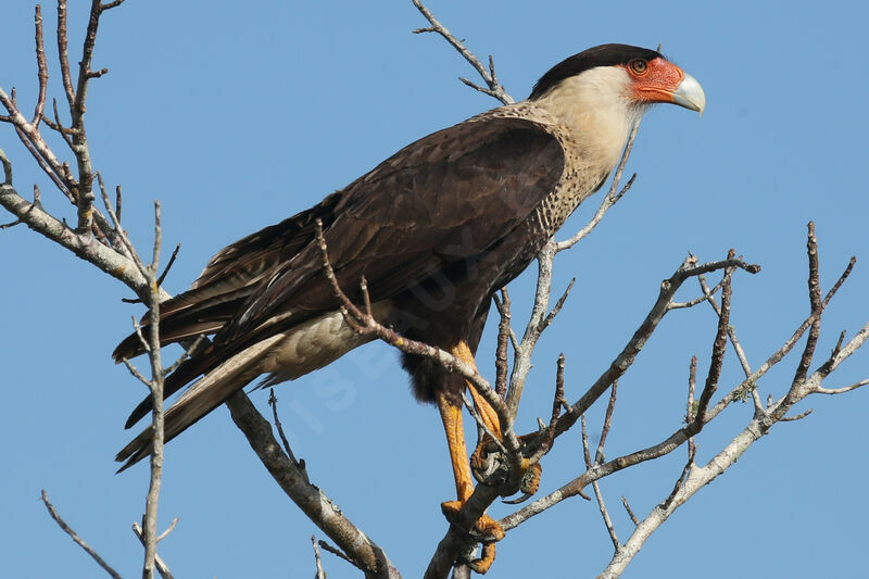 Caracara du Nord