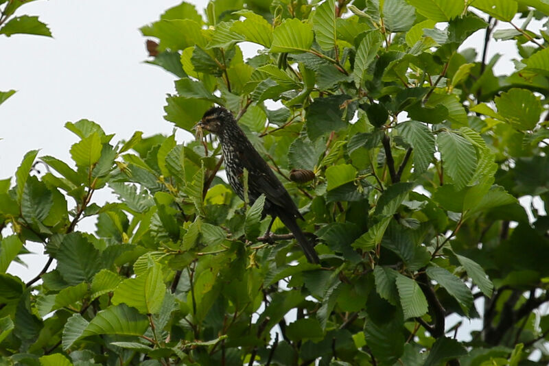 Red-winged Blackbird