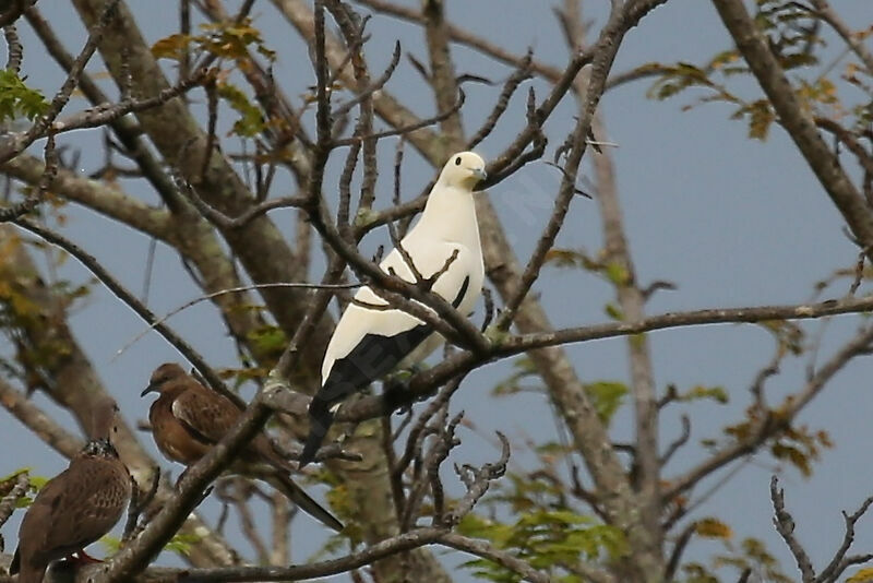 Carpophage blanc