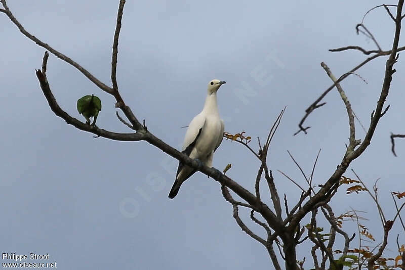 Pied Imperial Pigeon