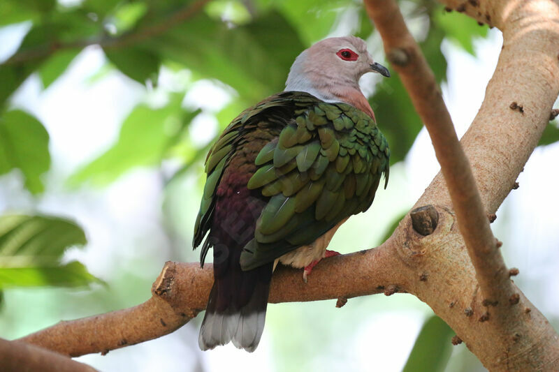 Green Imperial Pigeon