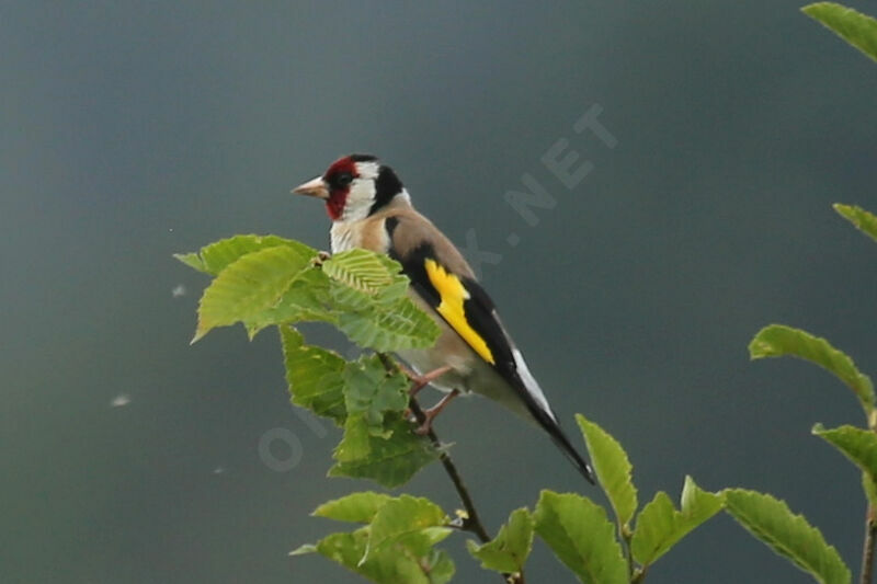 European Goldfinch