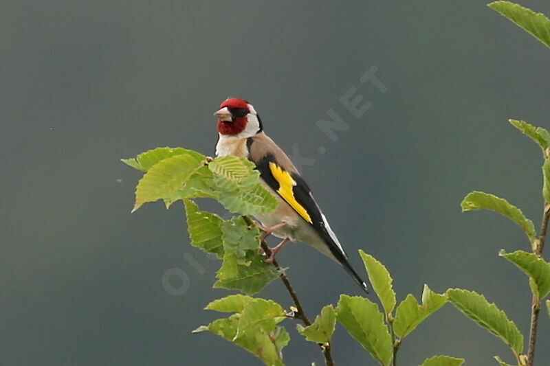 European Goldfinch