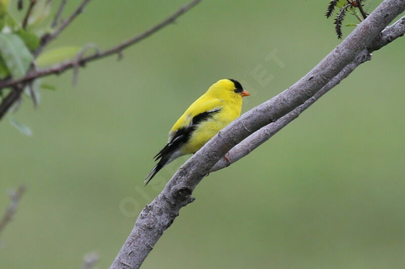 Chardonneret jaune