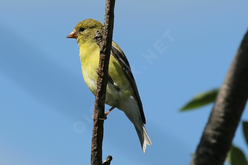 Chardonneret jaune femelle