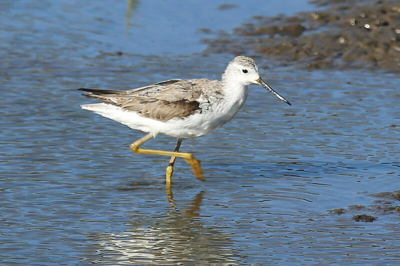 Common Greenshank