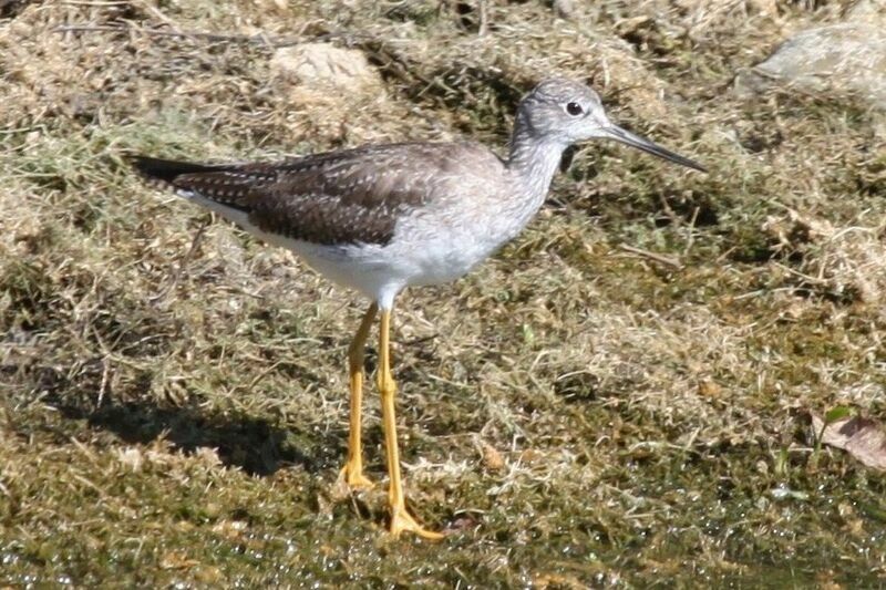 Greater Yellowlegs