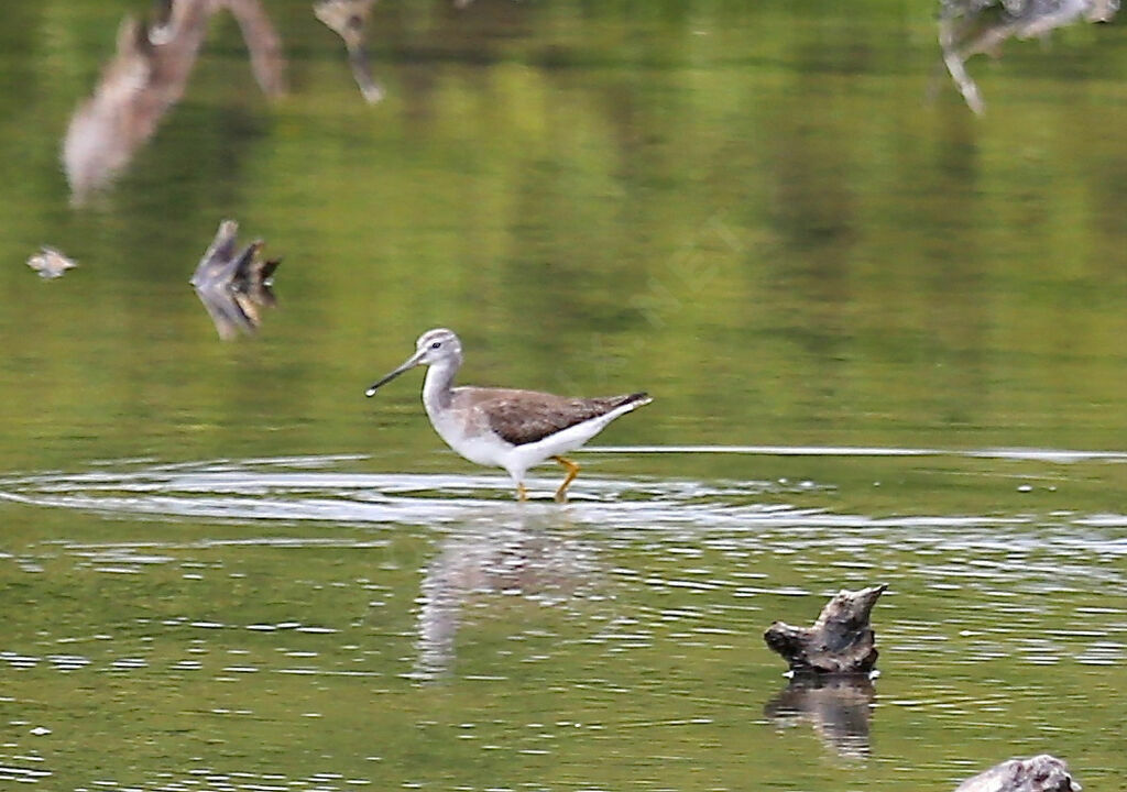 Chevalier criard - Grand Chevalier<br />