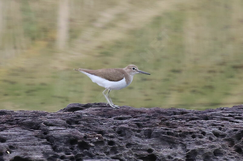 Common Sandpiper