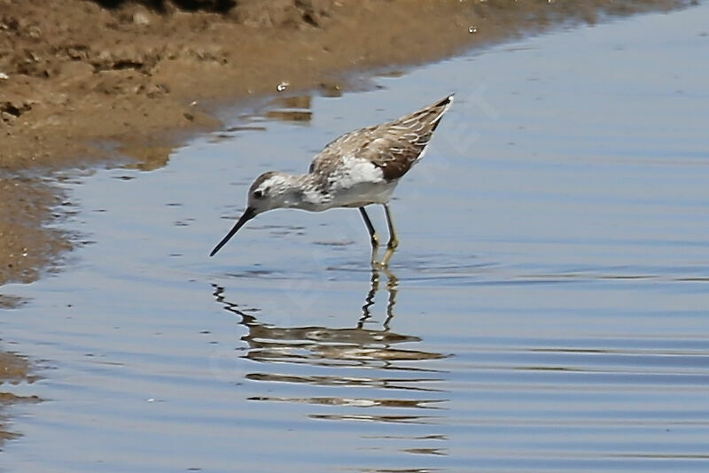 Marsh Sandpiper