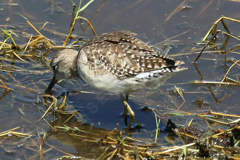 Wood Sandpiper