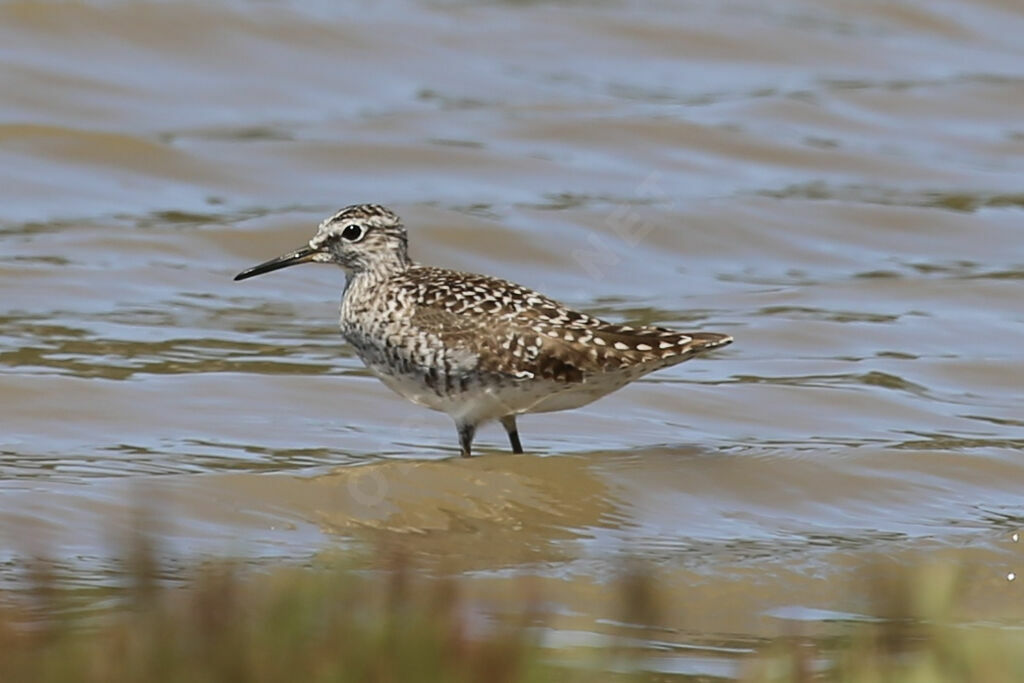 Wood Sandpiper