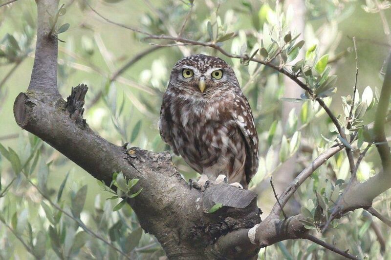 Little Owl