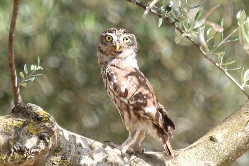 Little Owl