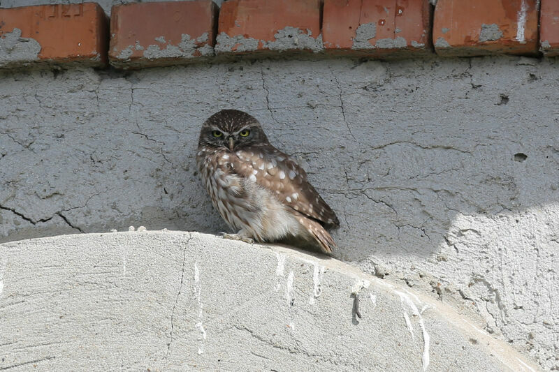 Little Owl