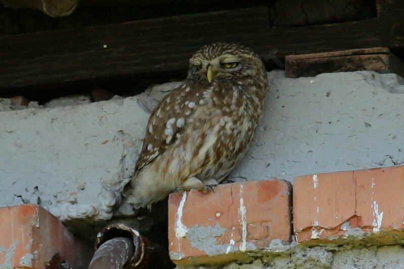 Little Owl