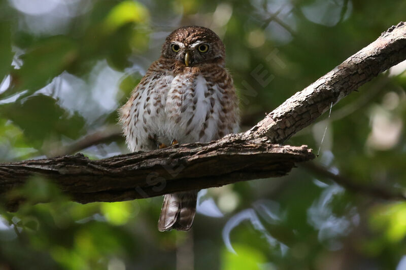 Cuban Pygmy Owl