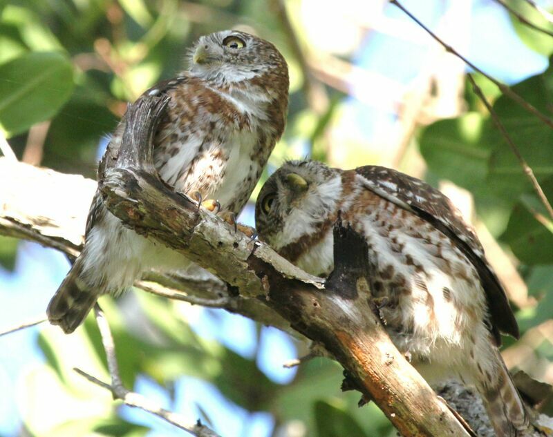 Cuban Pygmy Owl