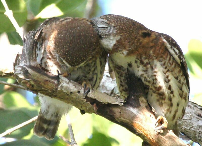 Cuban Pygmy Owl