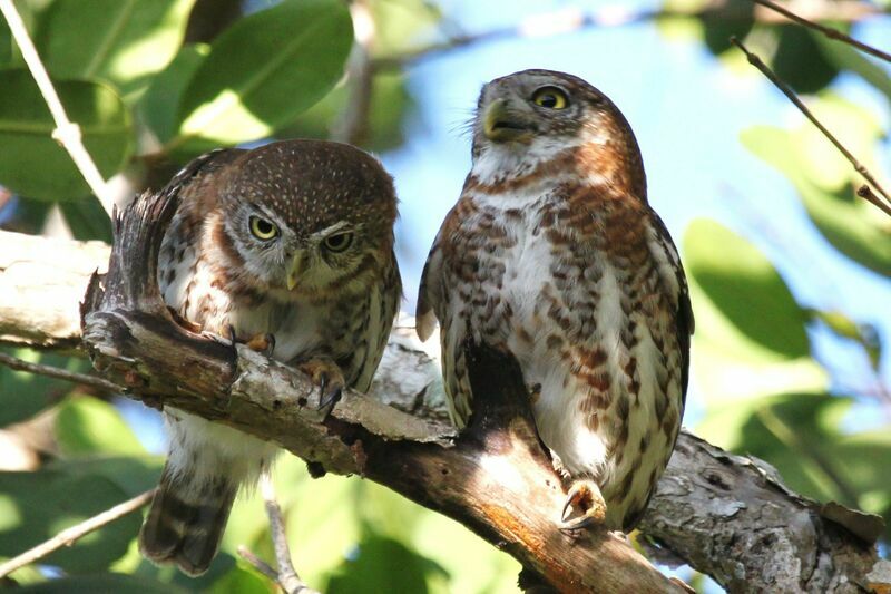 Cuban Pygmy Owl