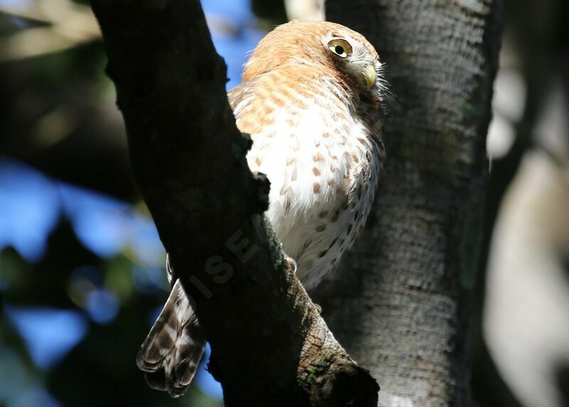 Cuban Pygmy Owl