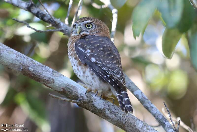 Cuban Pygmy Owl