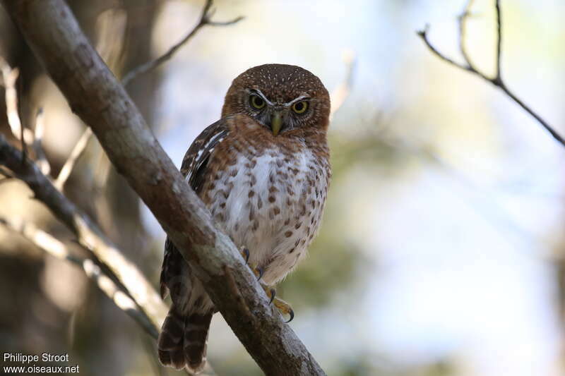 Cuban Pygmy Owl