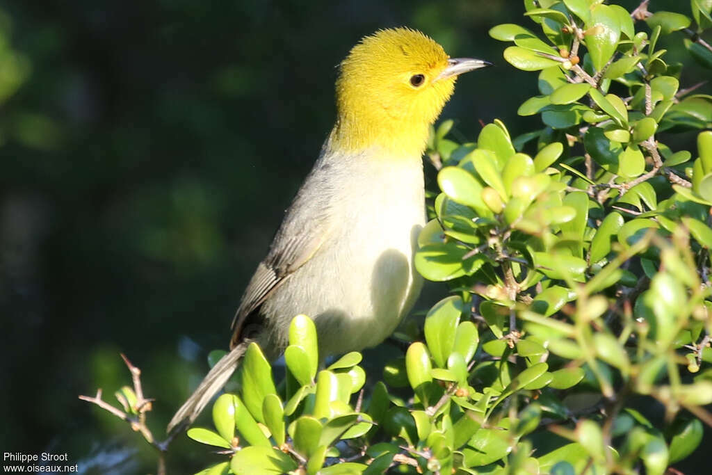 Yellow-headed Warbler