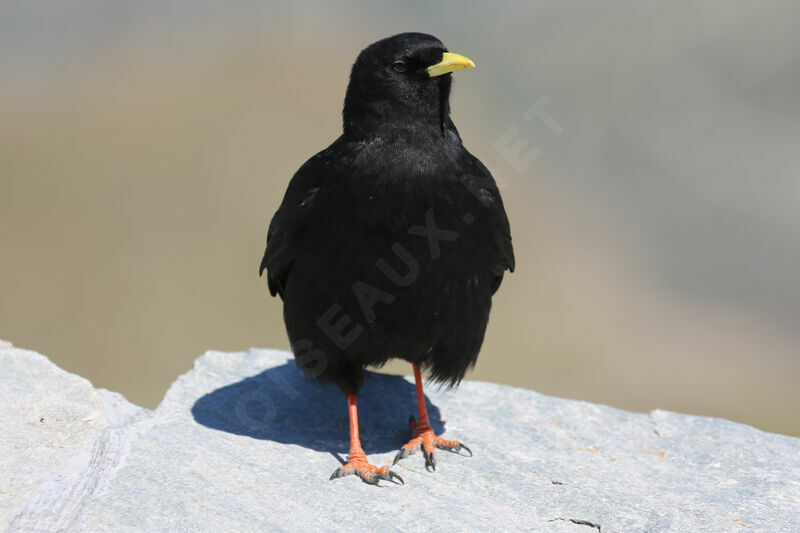 Alpine Chough