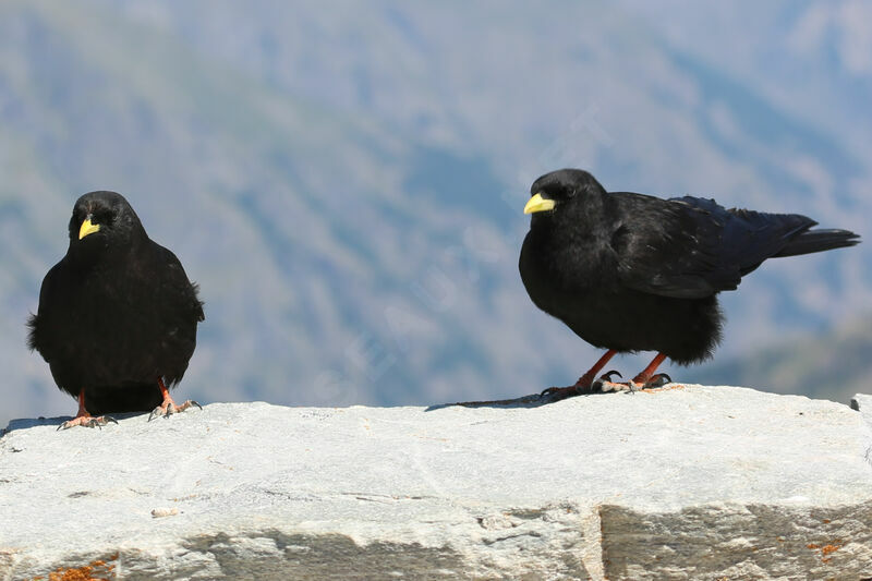 Alpine Chough