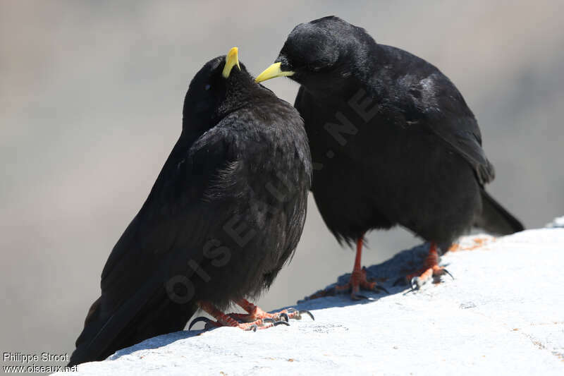 Alpine Choughadult, Behaviour