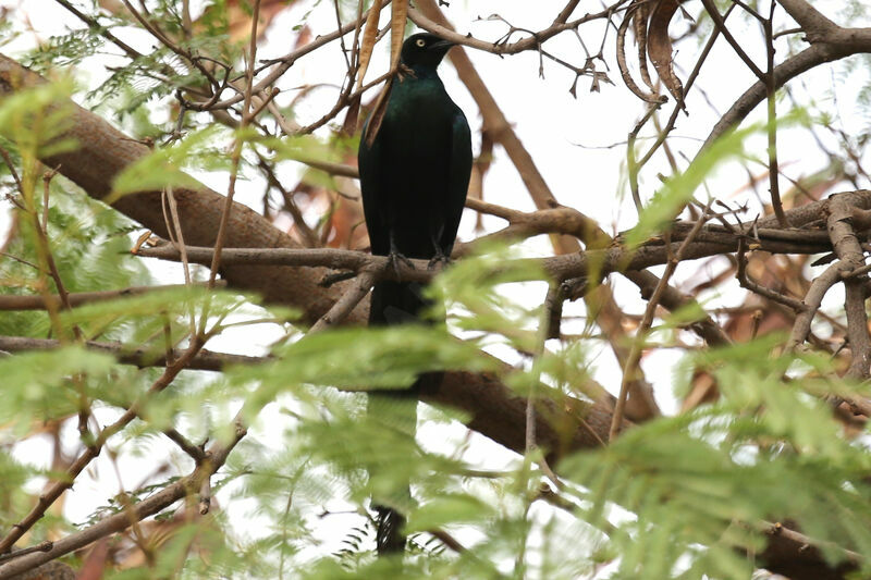 Long-tailed Glossy Starling