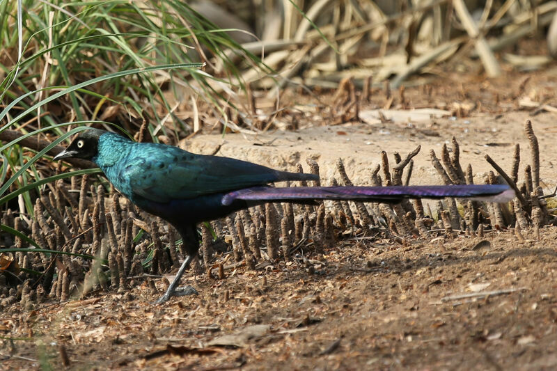 Long-tailed Glossy Starling