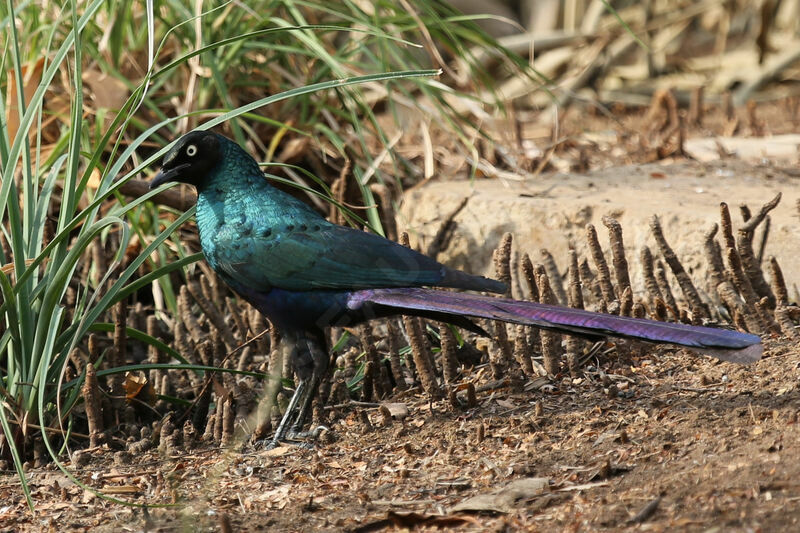 Long-tailed Glossy Starling