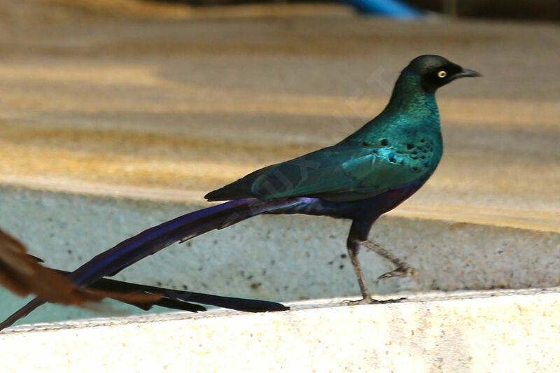 Long-tailed Glossy Starling