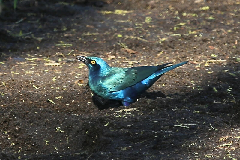 Choucador à oreillons bleus