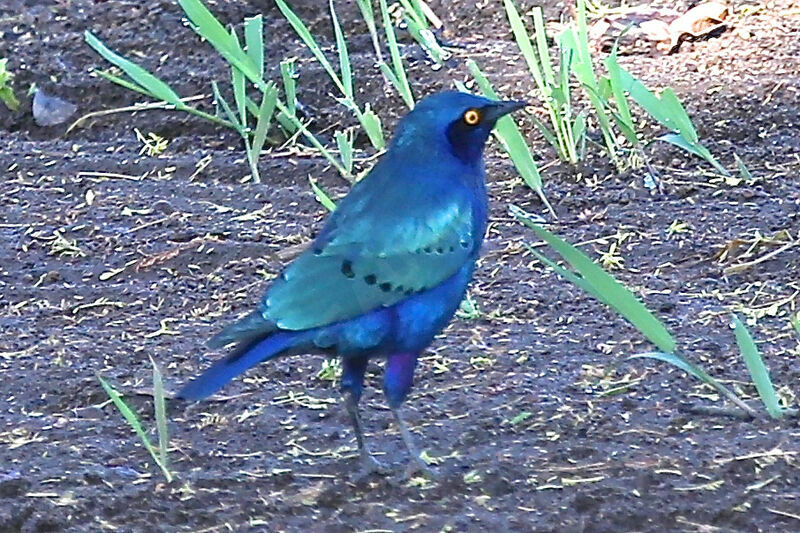 Greater Blue-eared Starling