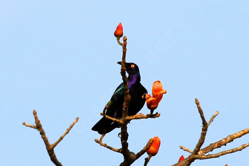 Purple Starling