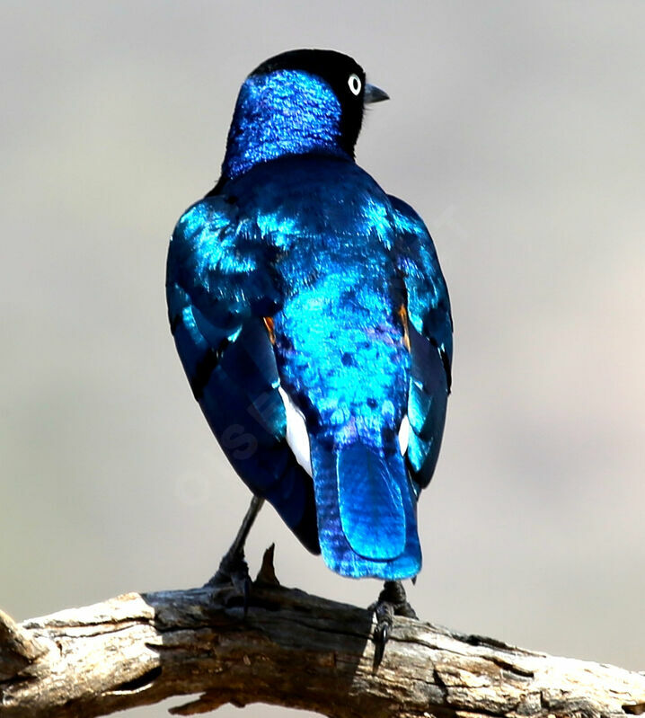 Superb Starling