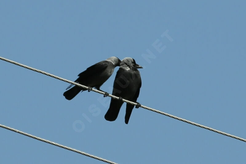 Western Jackdaw